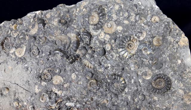 Promicroceras sp. SPATH 1925, Cymbites sp. (NEUMAYR 1878) & ?Gagaticeras sp. BUCKMANN1913 - Bild © FossNet FossilienStore